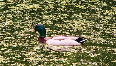 Mallard Duck Photography Digital Picture Portrait Swimming Bird / Grave Flowers